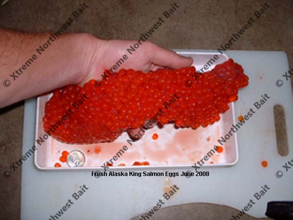 Fresh Salmon Egg, Fresh Salmon Roe, Xtreme Northwest Bait Co